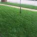 Kentucky Bluegrass Lawn