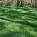 Midnight Kentucky Bluegrass Lawn