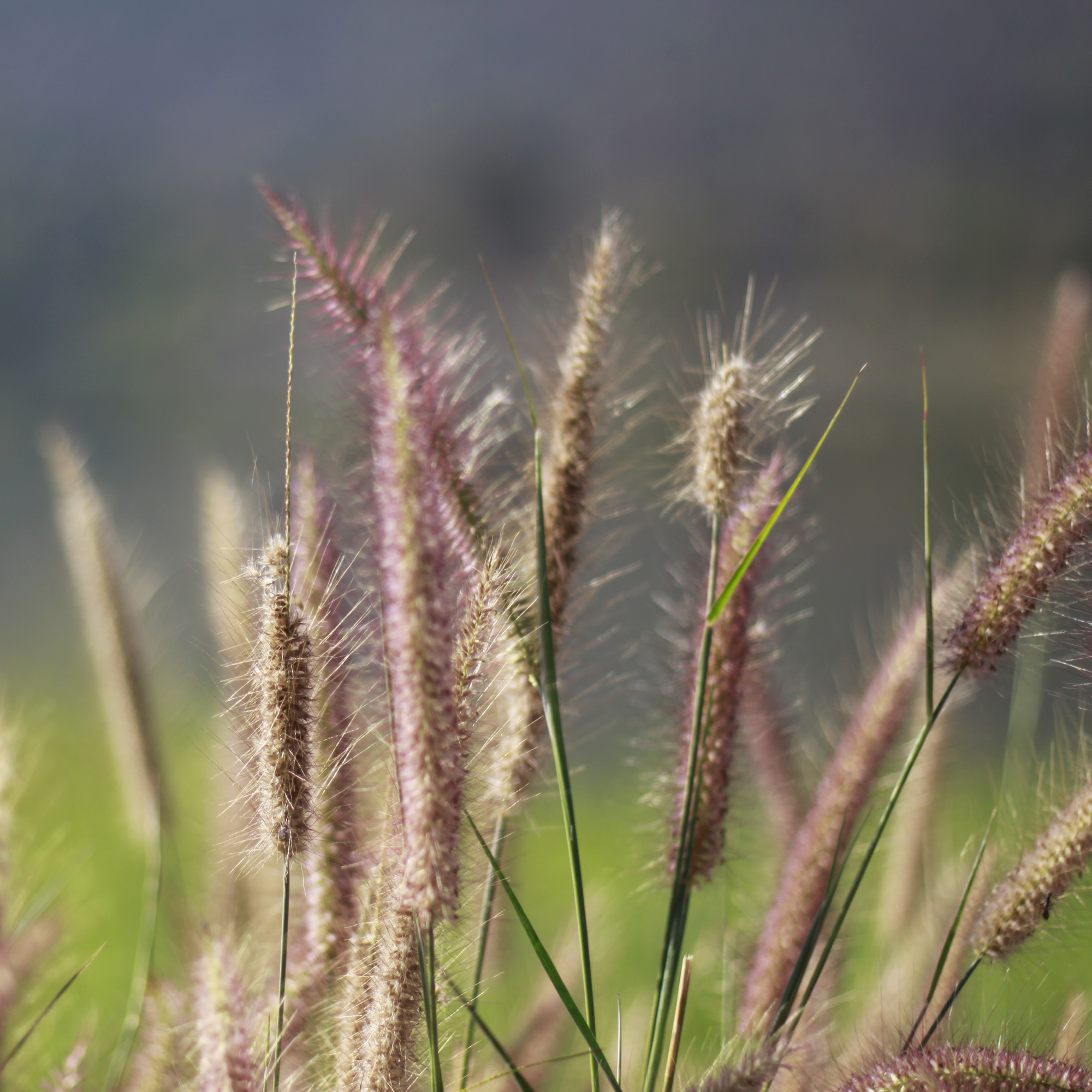 Northeast Native Grasses