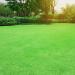 Oasis Bermuda Grass Blend