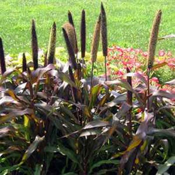 Ornamental Millet - Jester