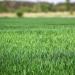 OSP Ryegrass Lawn Seed