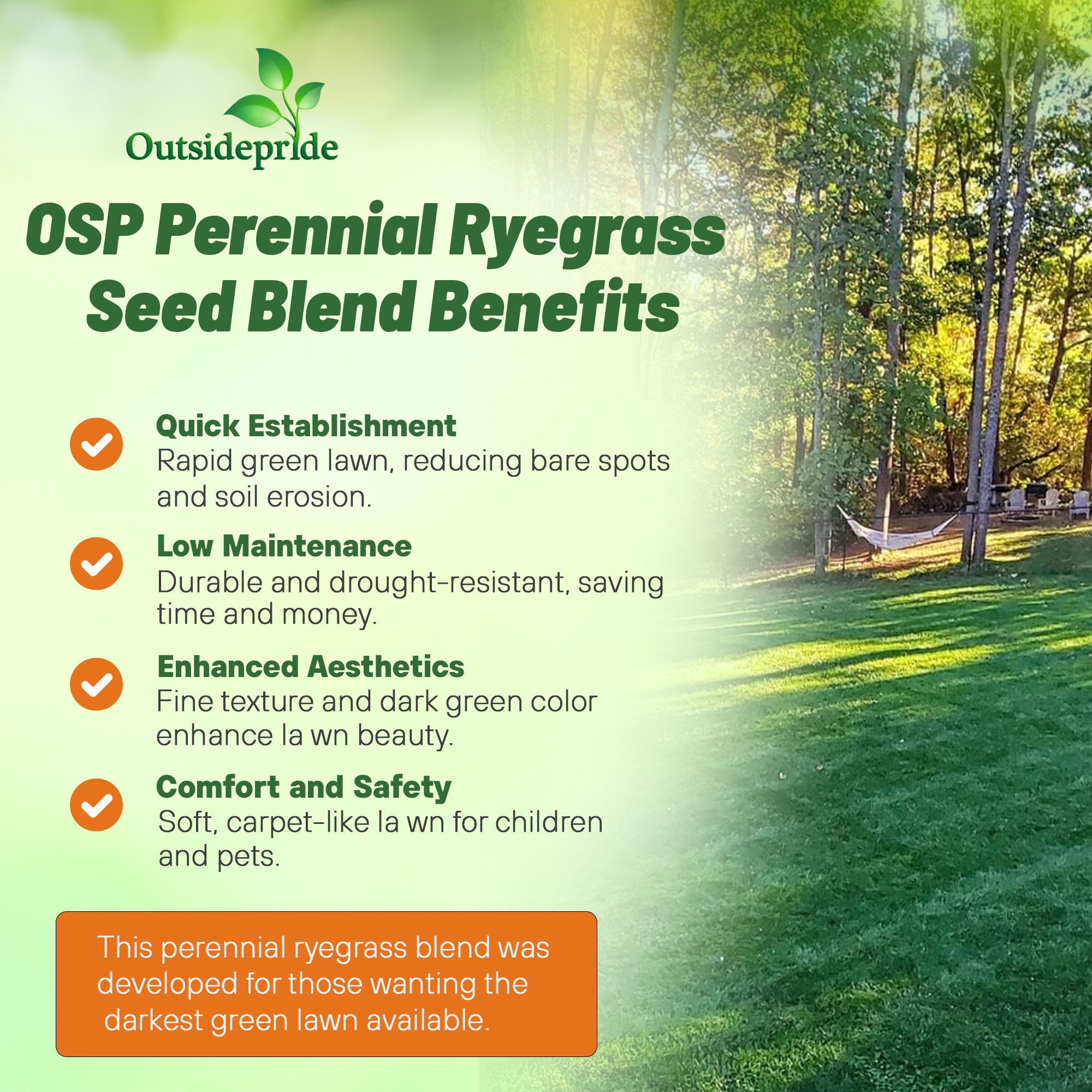 Best Rye Lawn Grass Seed