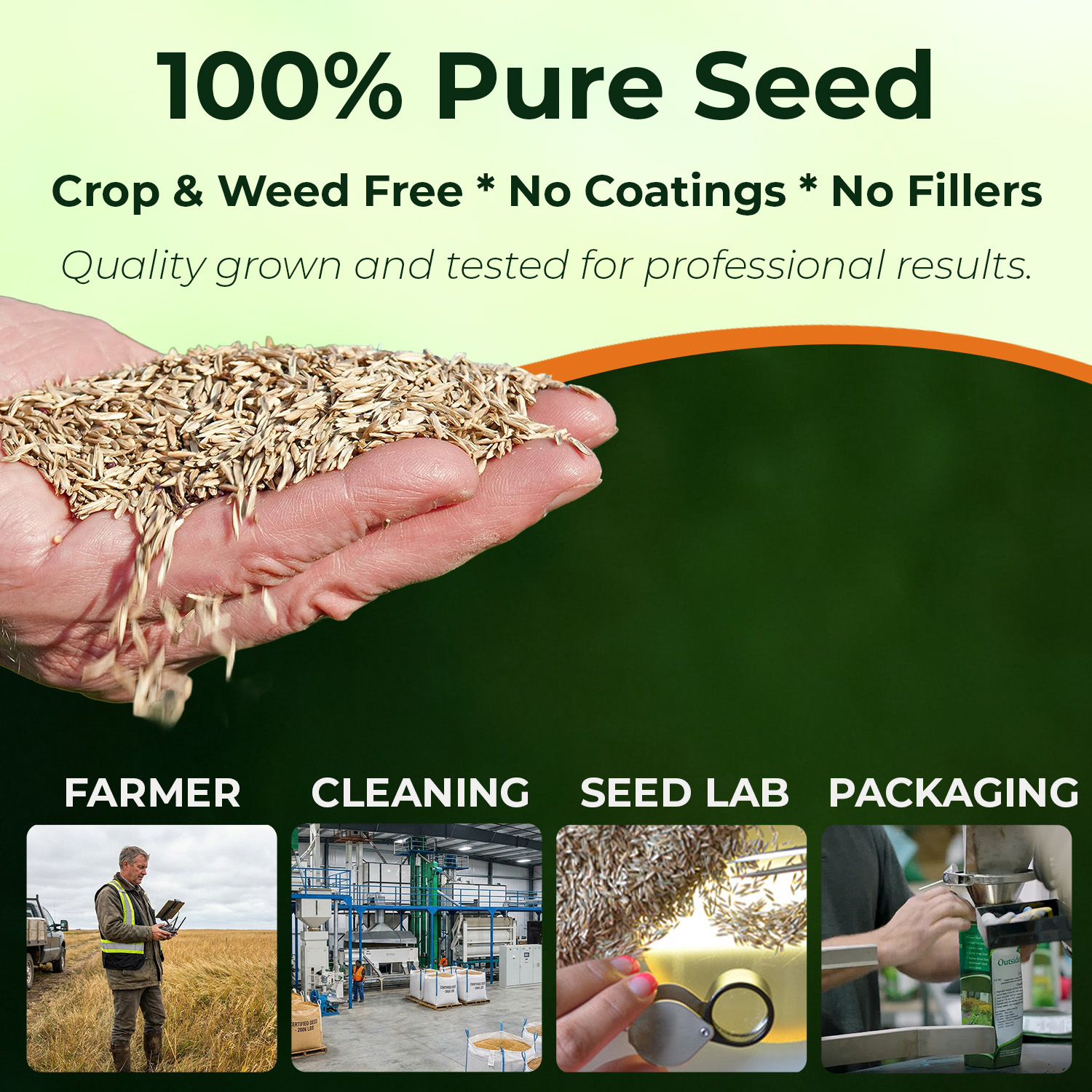 Pure Raw Perennial Ryegrass