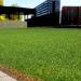 Seashore Paspalum Lawn Grass