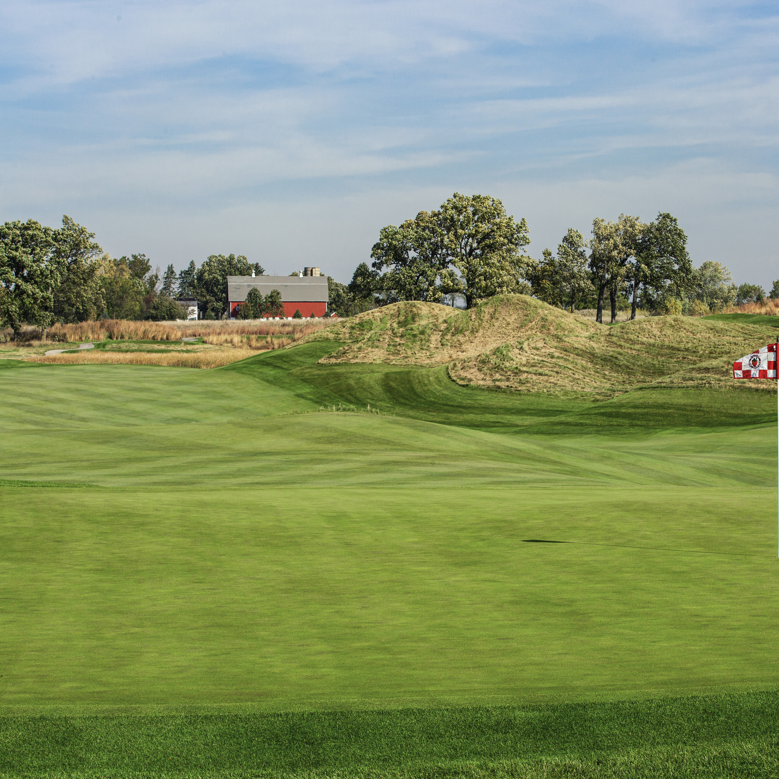 Salt Tolerant Putting Green Seed