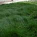 Sheep's Fescue Lawn Grass