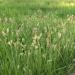 Warm Season Native Grass Mix