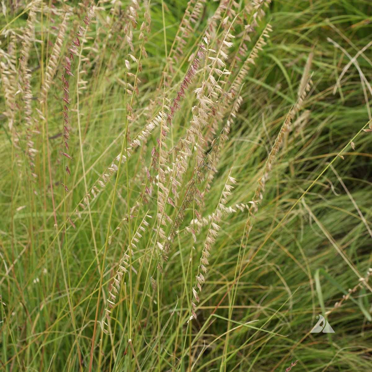 Sideoats Grama