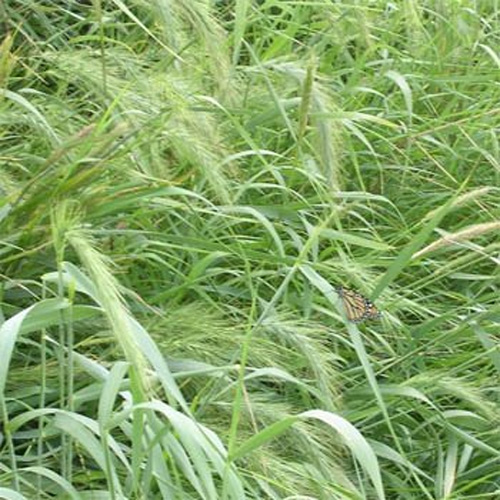 Southeast Native Grasses