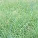 Southwest Native Grasses
