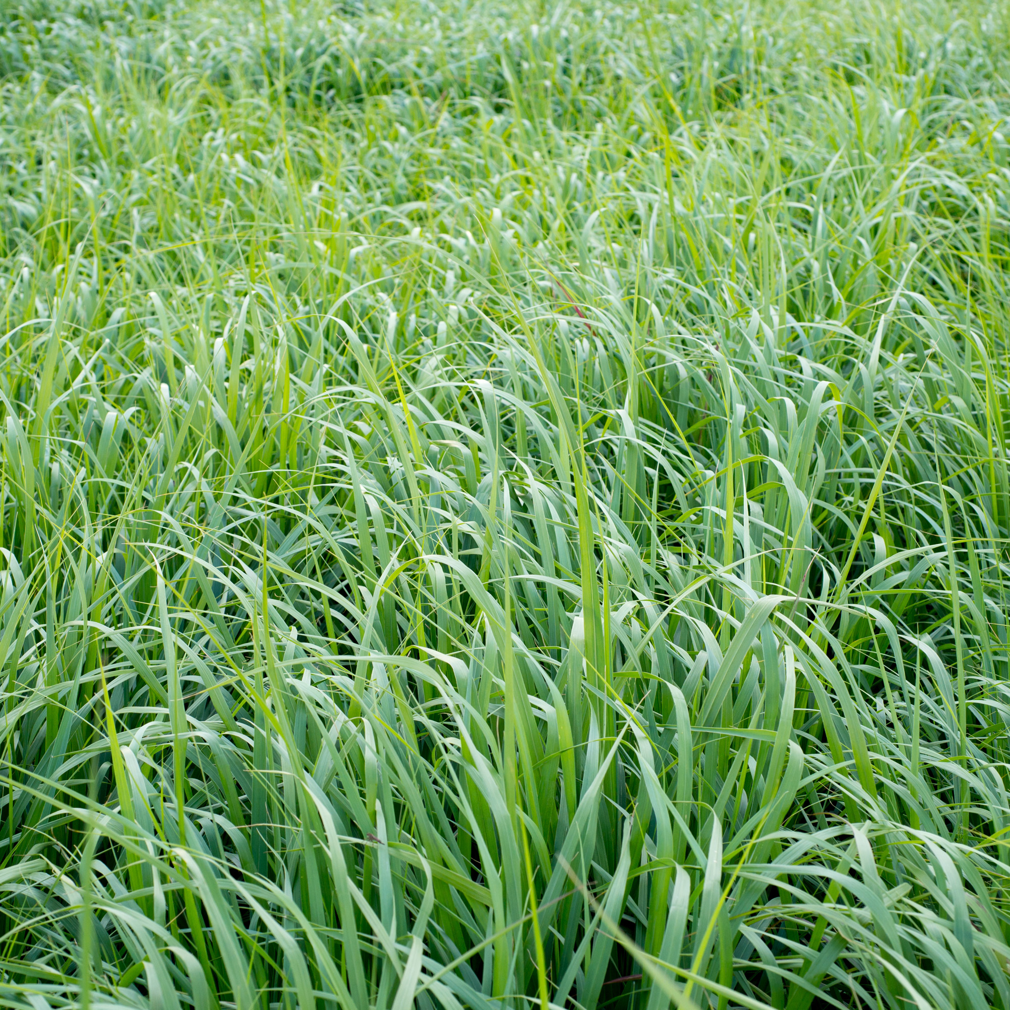 Switchgrass - The American Field Cover