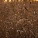 Perennial Switchgrass