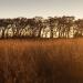 Switchgrass Plants