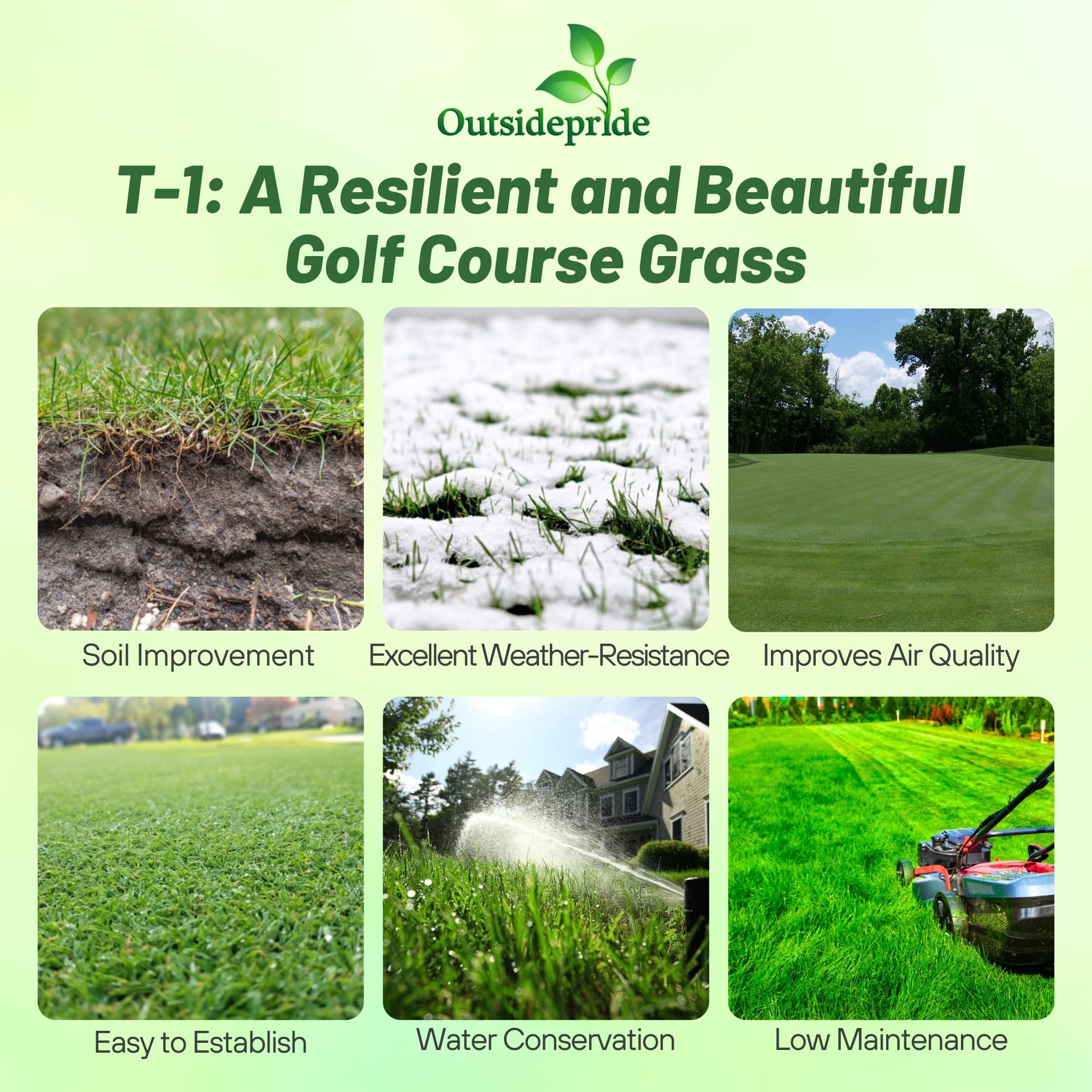 T-1 Putting Green Seed