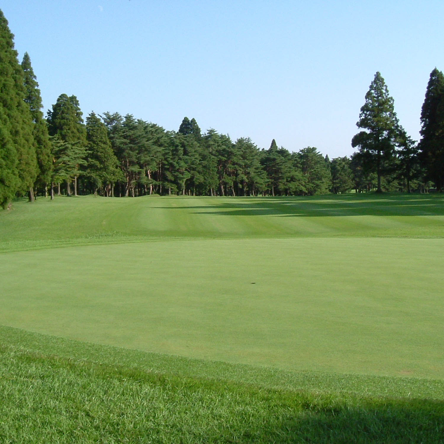 T-1 Putting Green Seed