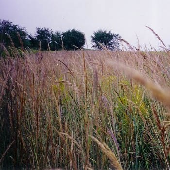 Image result for Upland Native grass