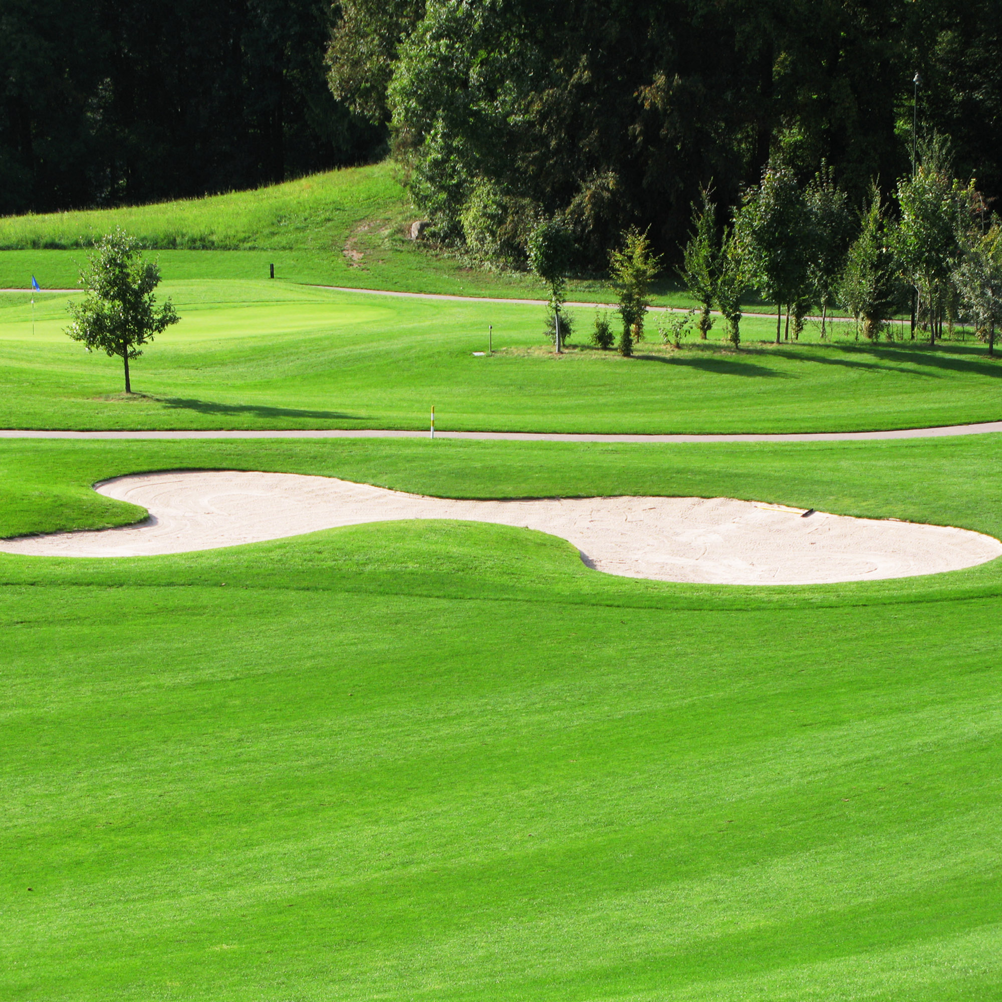 Two Putt Creeping Bluegrass