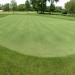 V8 Putting Green Seed