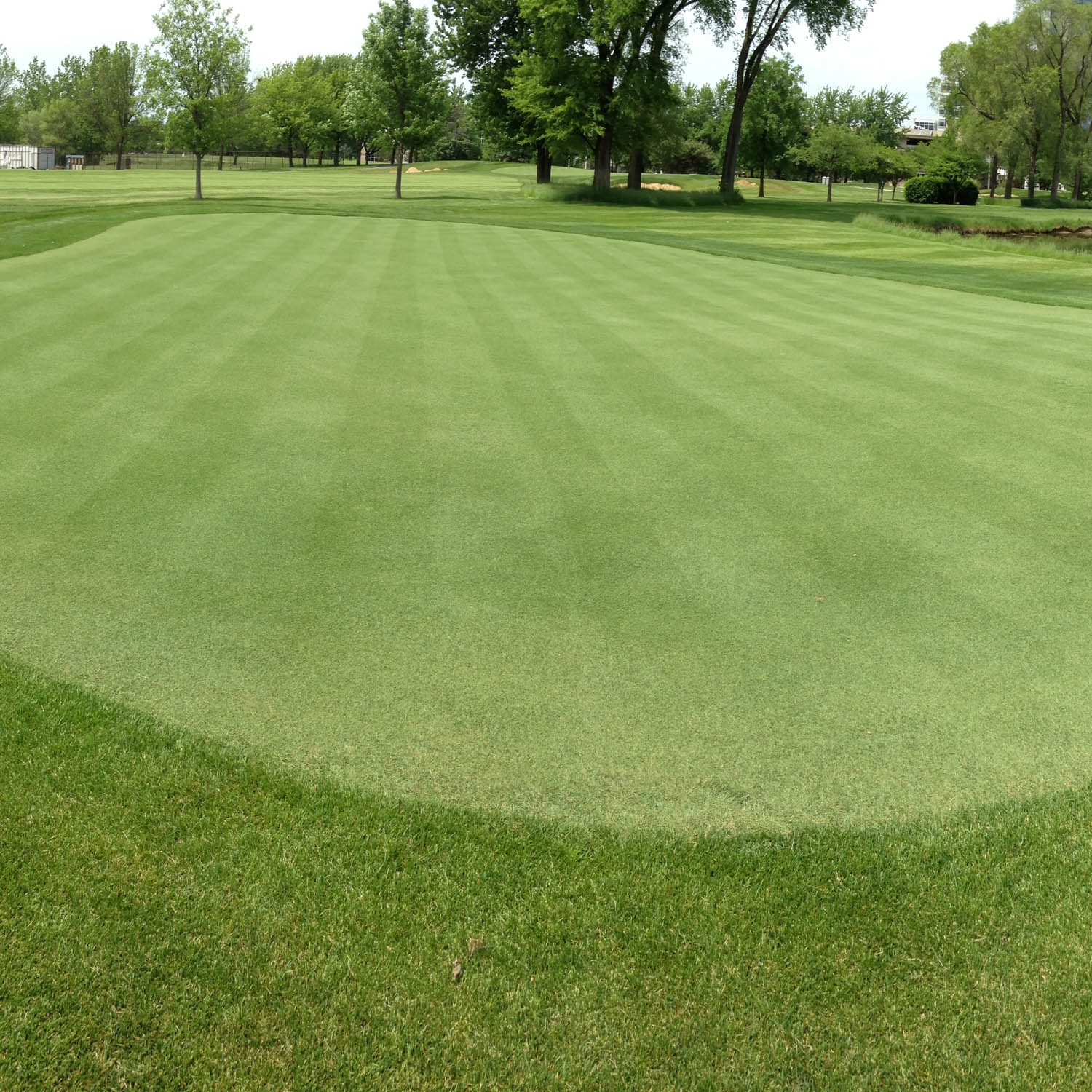 V8 Creeping Bent Grass