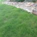 Xeriscape Drought Tolerant Grass