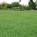 Xeriscape Drought Tolerant Lawn