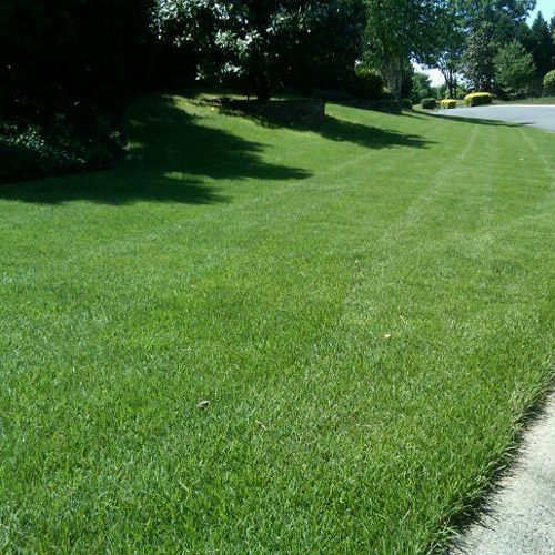 Zoysia Shade Tolerance Chart