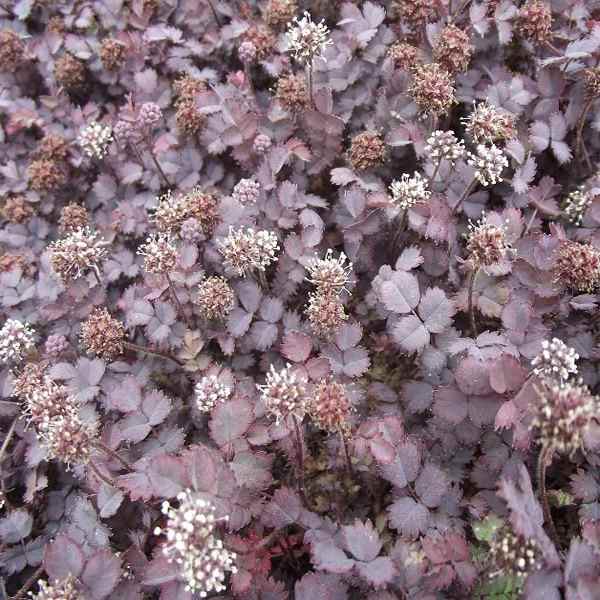 Acaena Inermis Purpurea