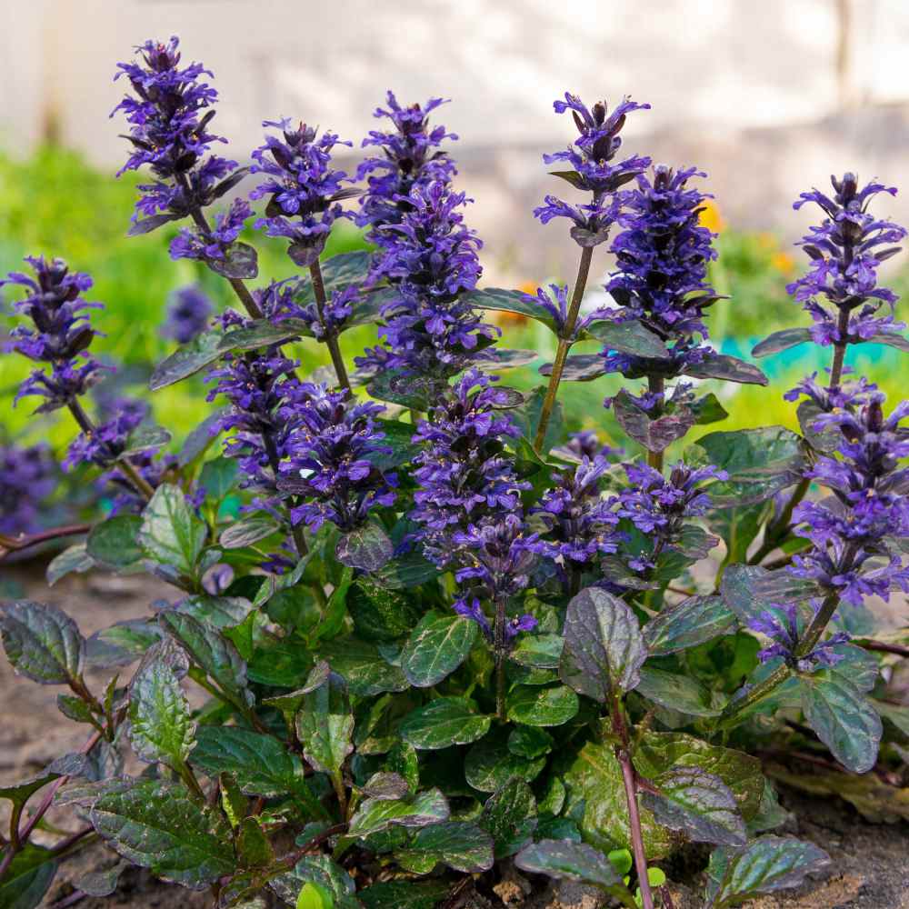 Image of Ajuga shade loving bush