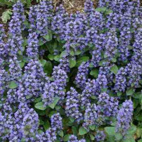 Ajuga Reptans