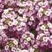 Alyssum Lavender Shades