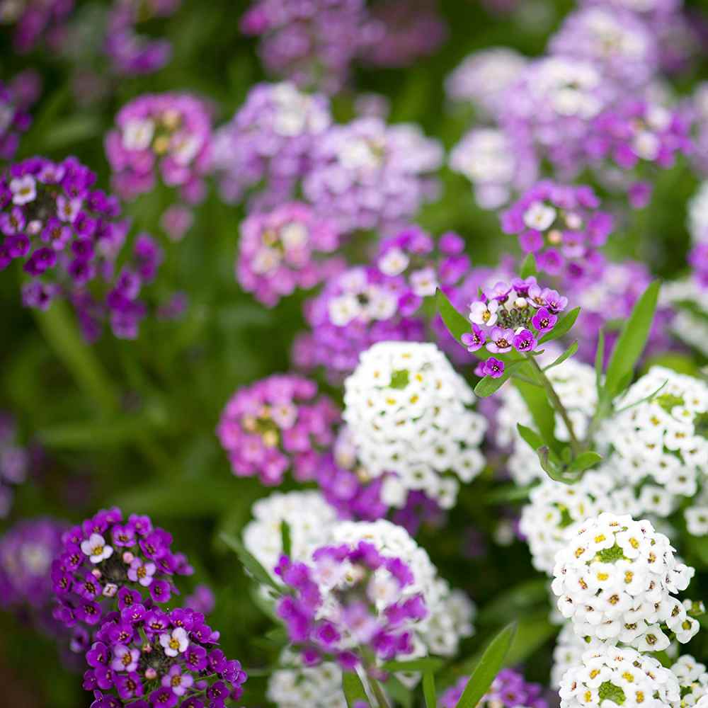 Lovely Ground Cover