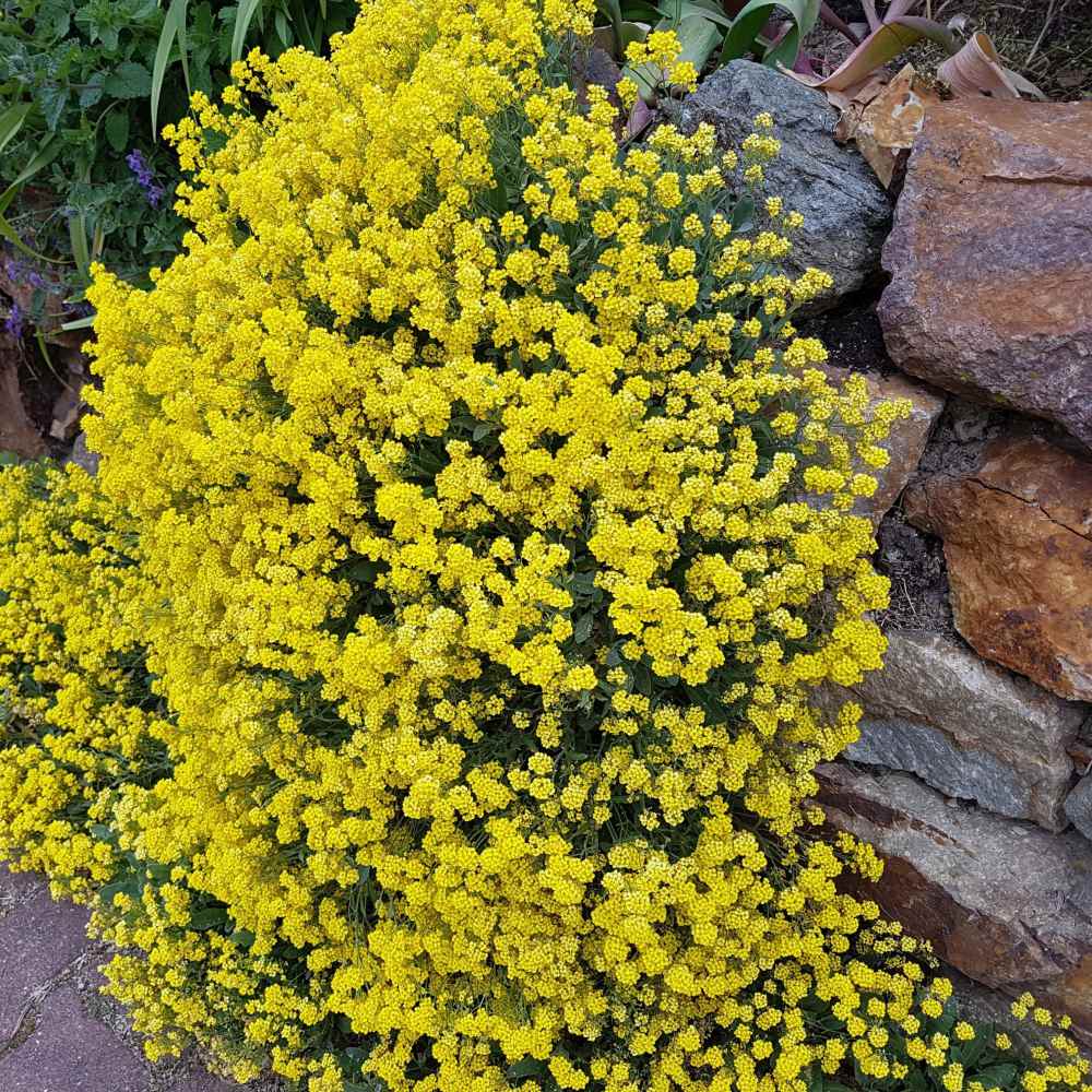 Alyssum Comp Gold Dust