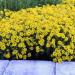 Alyssum Gold Groundcover