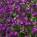 Alyssum Oriental Nights Plants