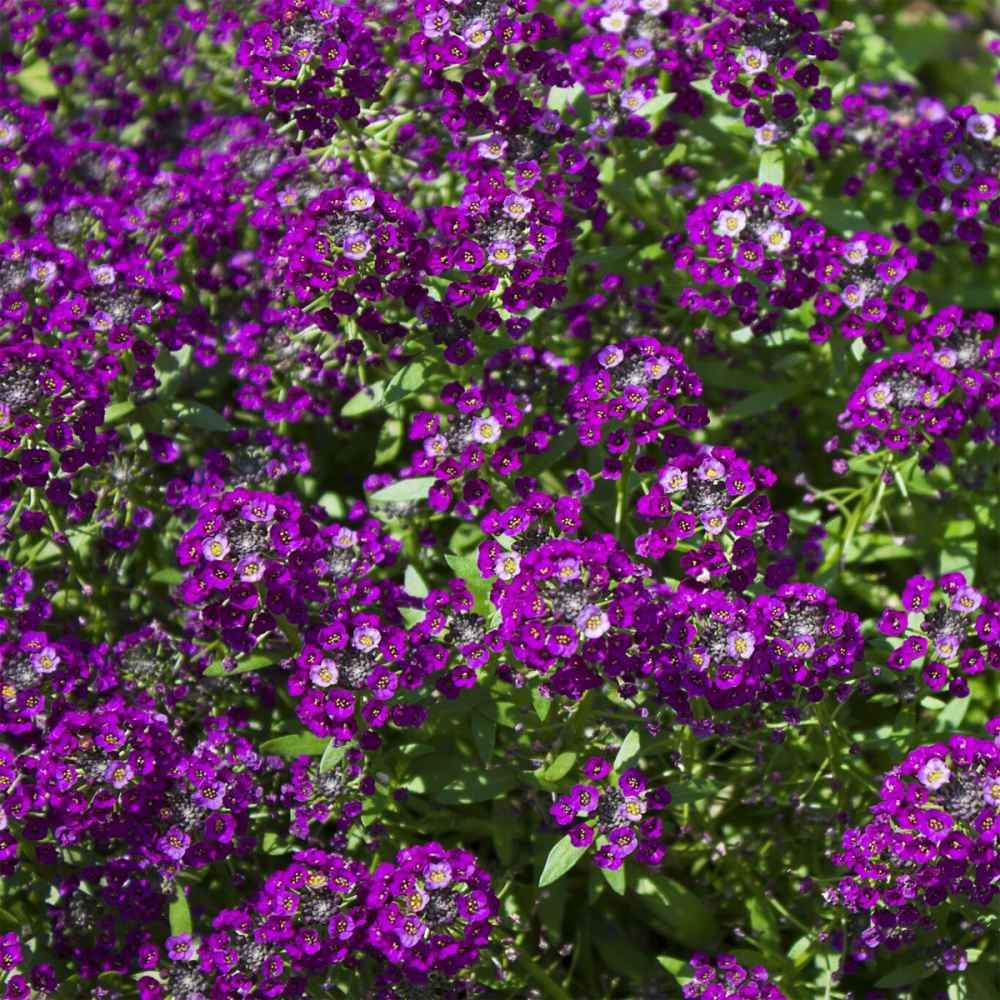 Black Purple SWEET ALYSSUM Oriental Night Fragrant Ground Cover 30 Seeds 