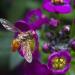 Lobularia Maritima Oriental Nights