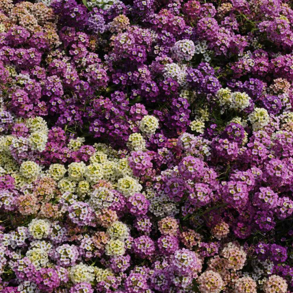 Alyssum Paletta Mix