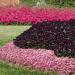 Alyssum Easter Bonnet Pink