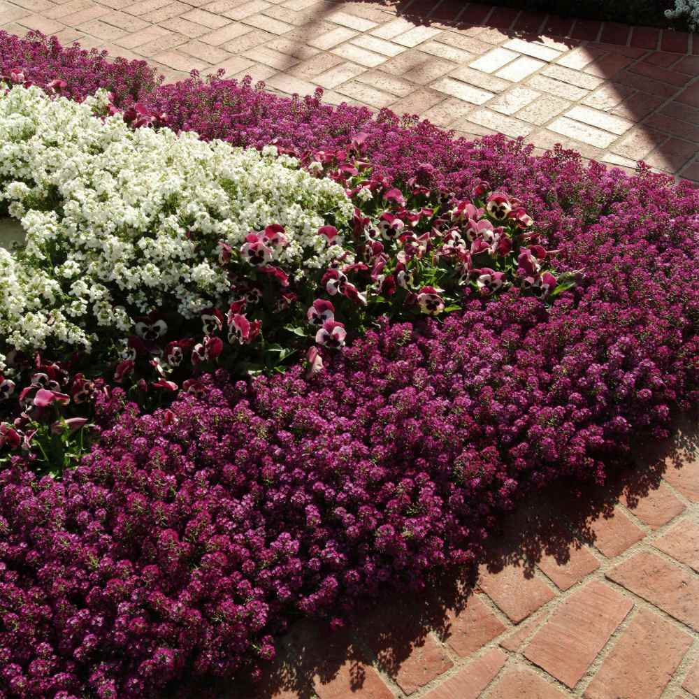 Fragrant Ground Cover