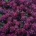 Alyssum Deep Purple