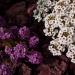 Alyssum Groundcover