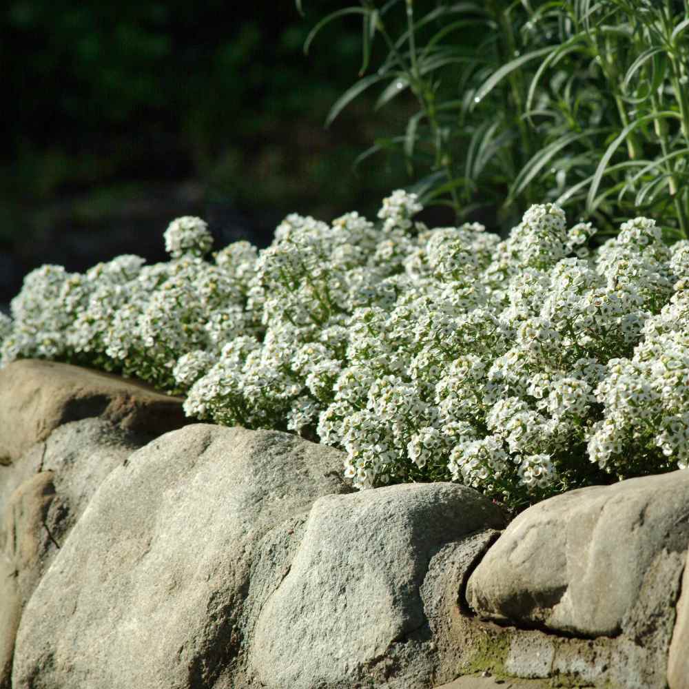 Alyssum Seeds | Tiny Tim