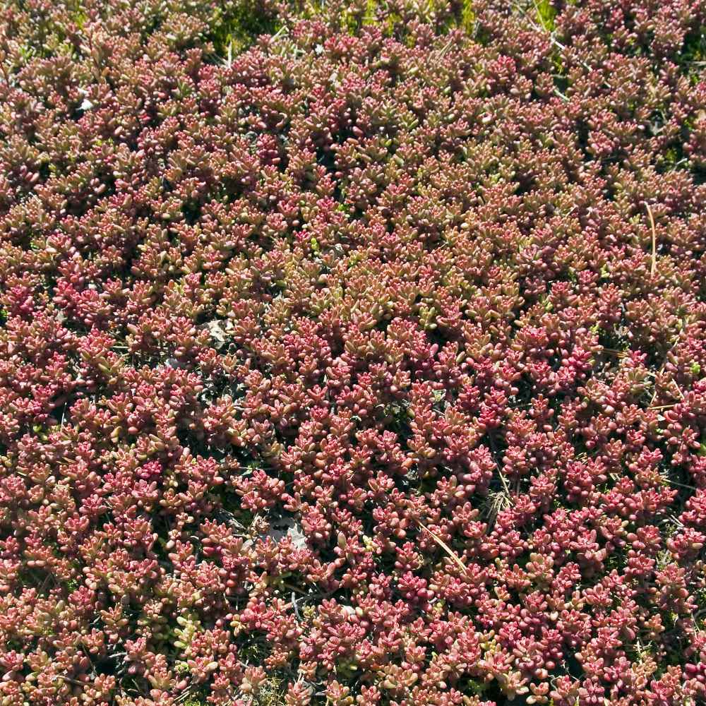 Antennaria Rubra Ground Cover