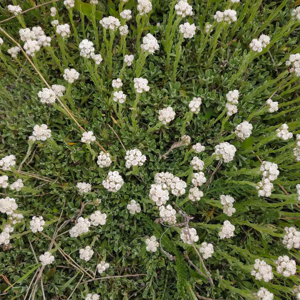 Antennaria White Ground Cover Plants
