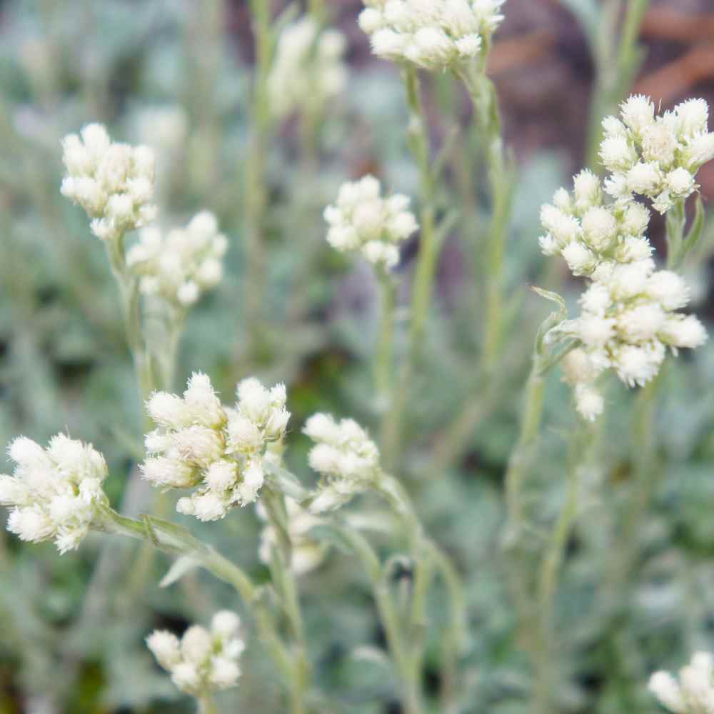 Antennaria Dioica Ground Cover