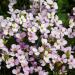 Arabis Rosea Ground Cover Seed