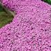 Rock Cress Rosea Seed