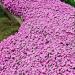 Rock Cress Rosea Seed