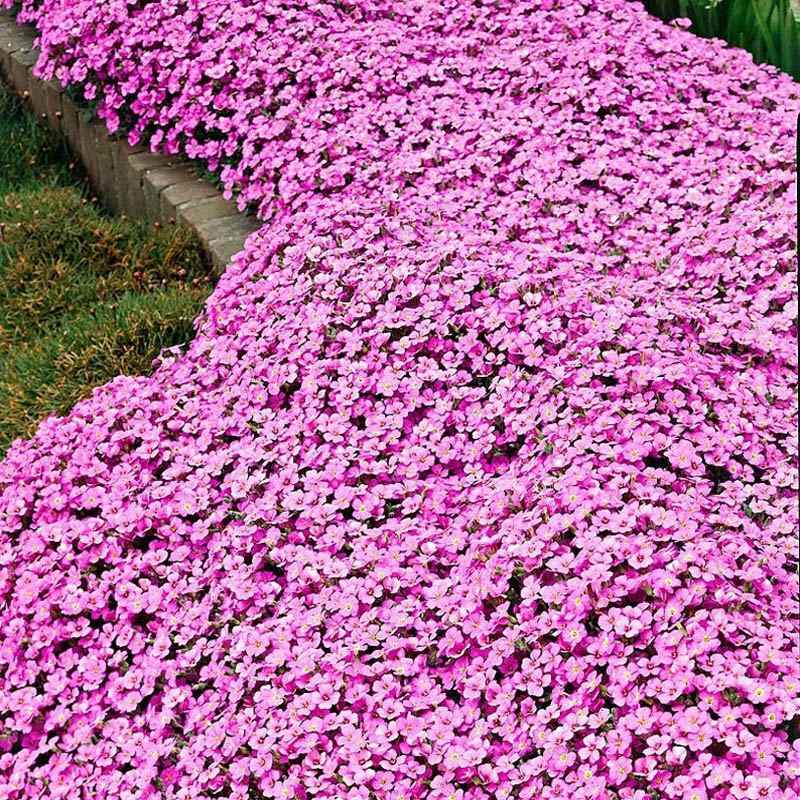 Lovely Ground Cover